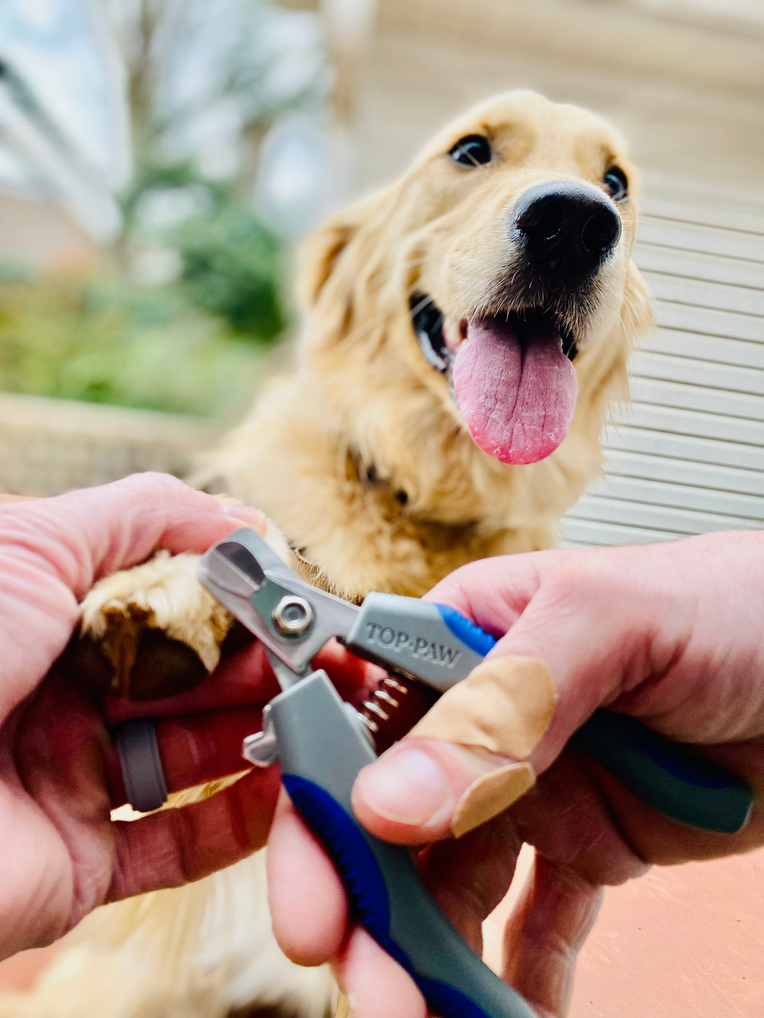 Top paw shop nail clippers